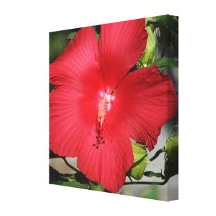Large Red Hibiscus on a Bright Sunny Day Canvas Print