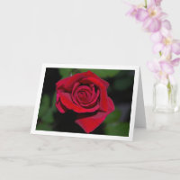 Large Red Rose Portrait