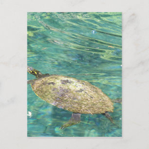 large river turtle swimming postcard