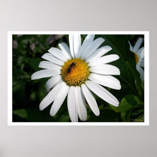 Large Shasta Daisy Full Faced Poster