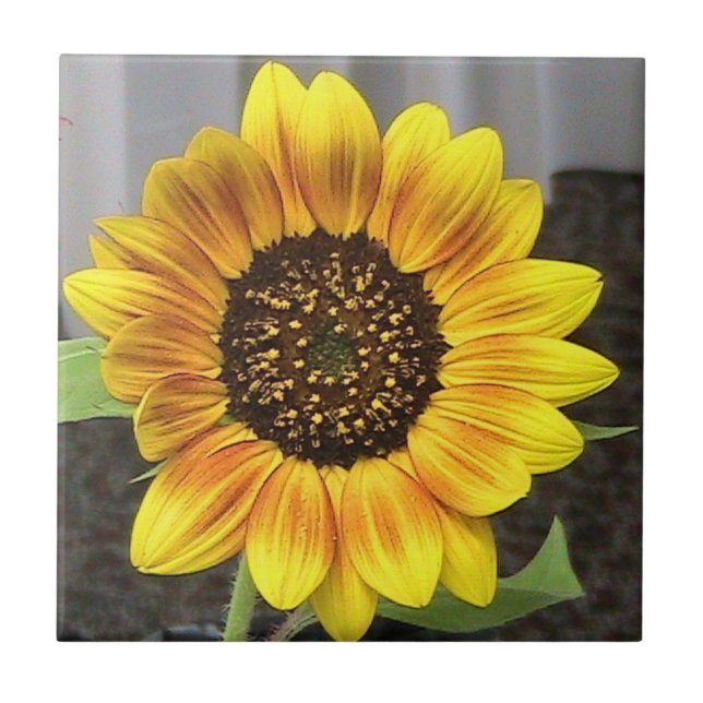 Large Sunflower Decorative Tile (Front)