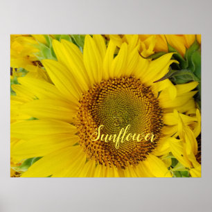 Large Sunflower Detail Poster