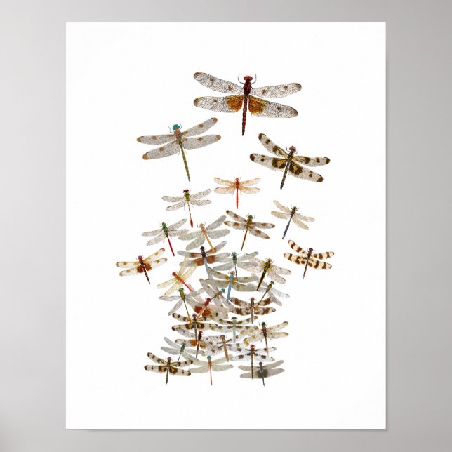 Large Swarm of Dragonflies Poster (Front)