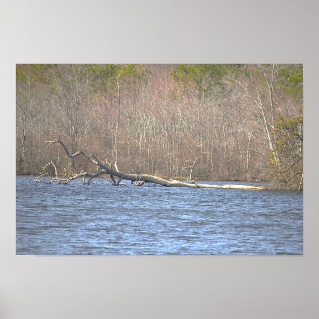 Large Tree Branch in Pond Poster (Front)