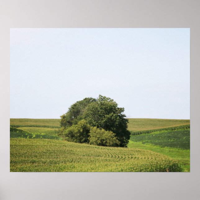Large Tree in a Rural Cornfield Colour 16x20 Poster (Front)