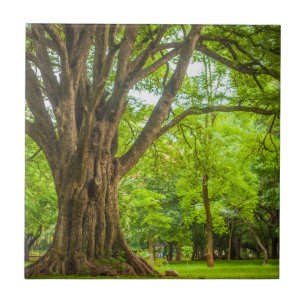 Large Tree in the Park Tile