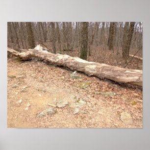 Large Tree Log Poster