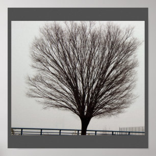 Large Tree Photo Poster