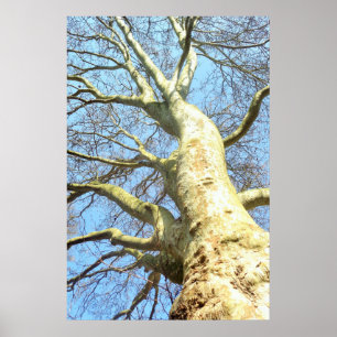 Large Tree with many branches in the sky, Nature Poster