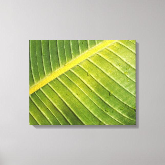 Large Tropical Leaf with Water Droplets by Rayada Canvas Print (Front)