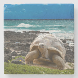 Large turtle at the sea edge stone coaster
