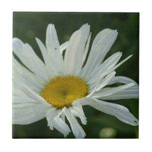 Large White and yellow Daisy Aster flowers Tile