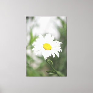 Large White Daisy Canvas Print