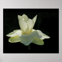 Large White Lotus Flower Poster
