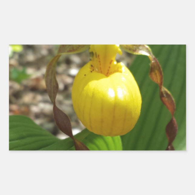 Large Yellow Lady Slipper Cypripedium Sticker (Front)