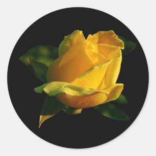 Large Yellow Rose Classic Round Sticker