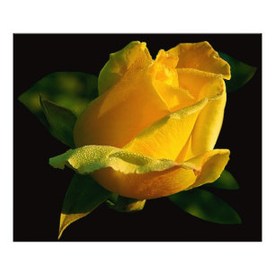 Large Yellow Rose Photo Print