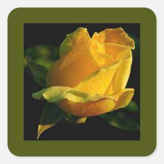 Large Yellow Rose Square Sticker