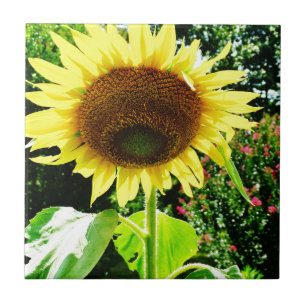 Large yellow Sunflower Tile