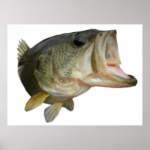 Largemouth Bass Fish Fly Fisherman Fishing rod Poster