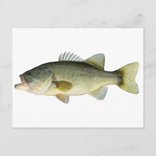 Largemouth Bass Postcard