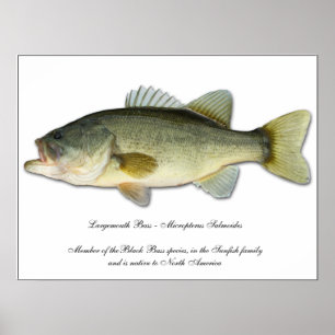 Largemouth Bass Poster