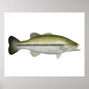Largemouth Bass Poster