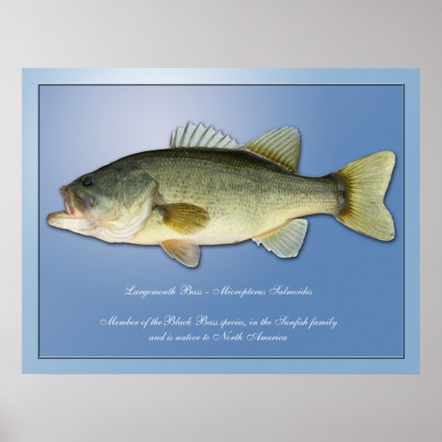Largemouth Bass Poster (Front)