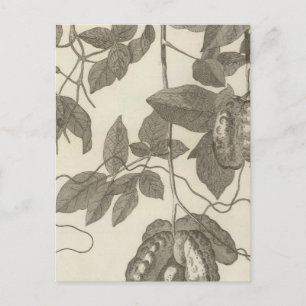 Larger View of the Female Liane of Chili Postcard