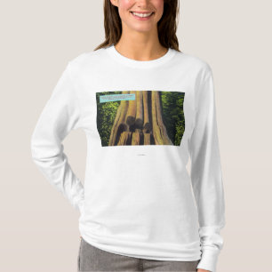 Largest Recorded Tree in BC 1896 Cedar Tree T-Shirt