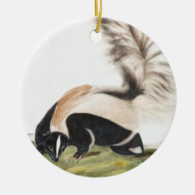 LargeTailed Skunk Mephitis macroura Illustration Ceramic Ornament (Front)