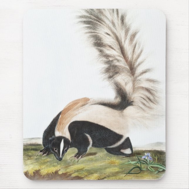 LargeTailed Skunk Mephitis macroura Illustration Mouse Pad (Front)