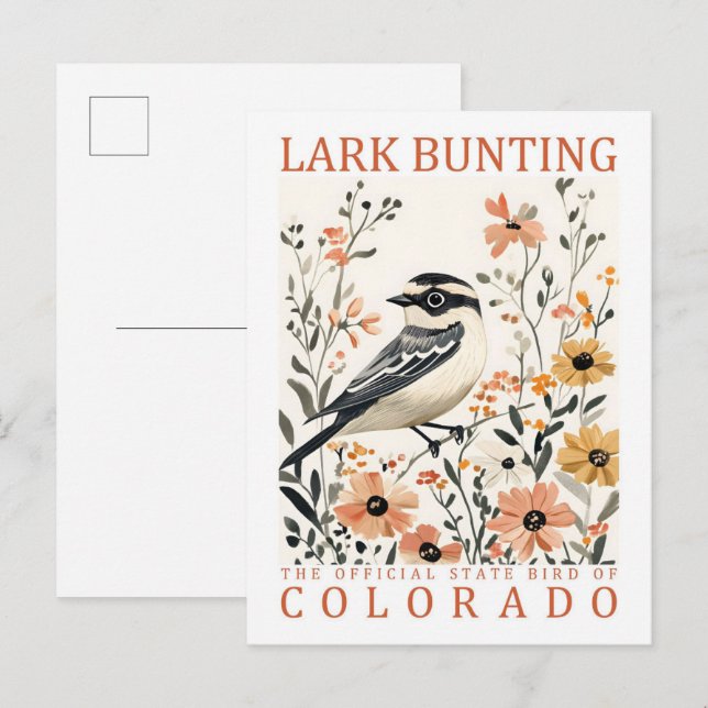Lark Bunting Bird of Colorado USA Travel Postcard (Front/Back)