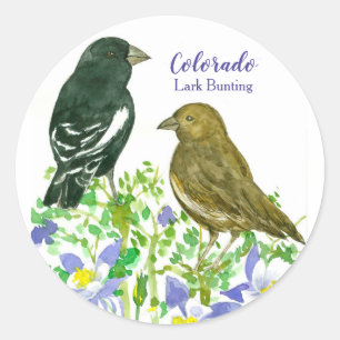 Lark Bunting Birds Colorado Columbine Classic Round Sticker