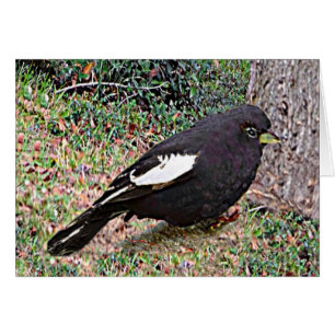 Lark Bunting (Colorado)