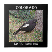 Lark Bunting (Colorado)