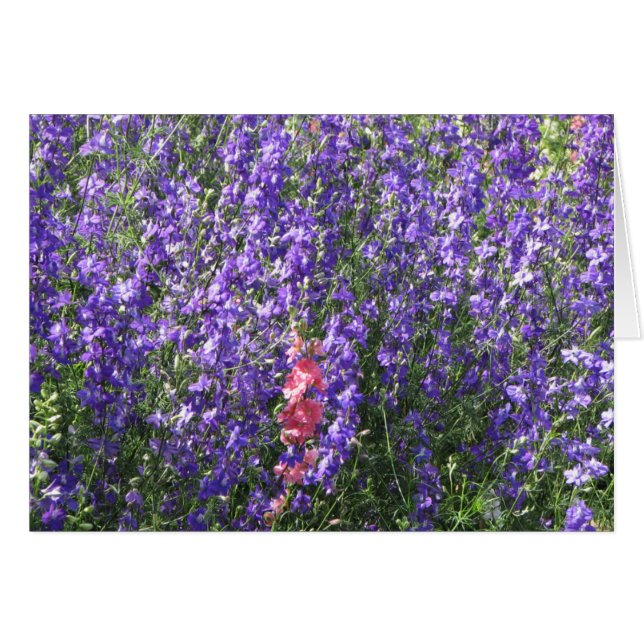 Larkspur (Front Horizontal)