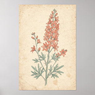 Larkspur Botanical Print Flower Spike Study