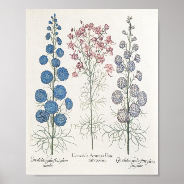 Larkspur Poster (Front)