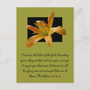 Larry's Orange Lily Postcard