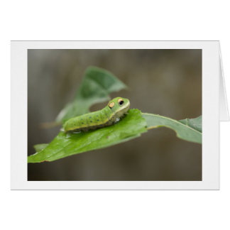 Larva de la chenille papillon