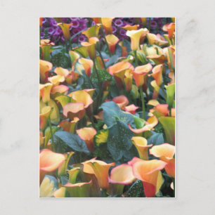 Las Vegas Butterfly Garden Flower Ladybug UNIQUE G Postcard