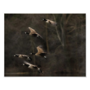 Last Light Geese in Flight Photo Print