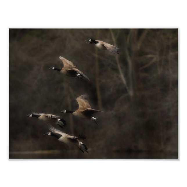 Last Light Geese in Flight Photo Print (Front)