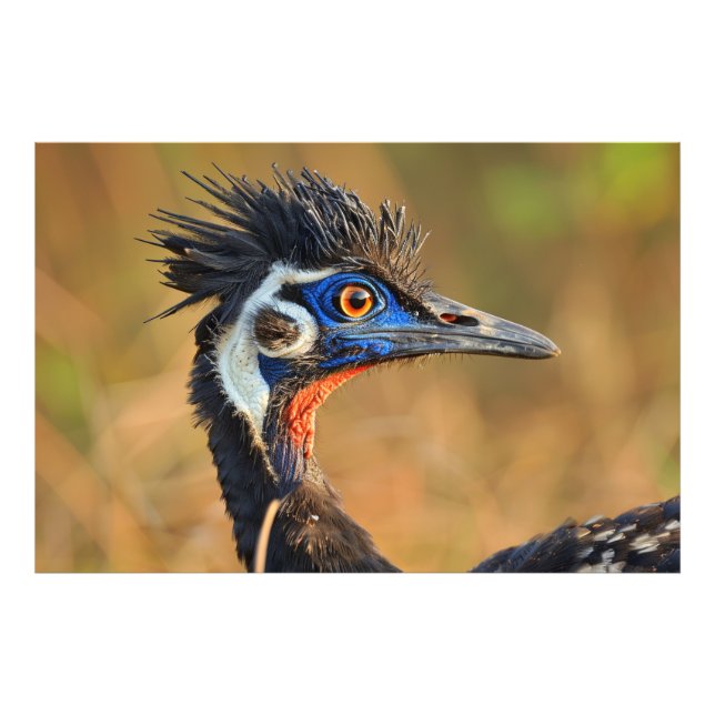 Last Light of the Grasslands – Bengal Florican Photo Print (Front)