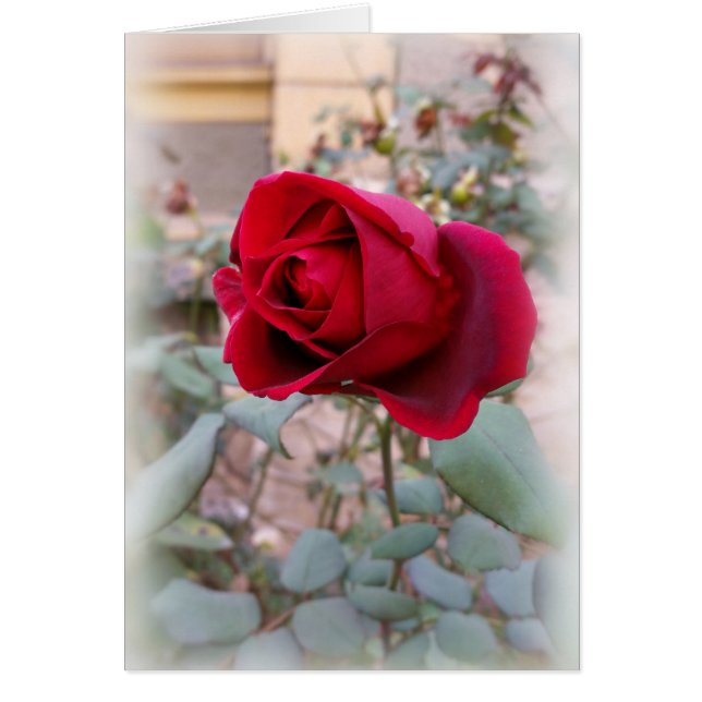 last red rose (Front)
