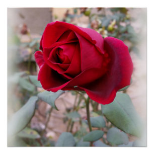 last red rose poster