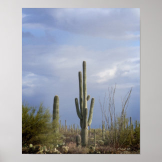 Late Afternoon in the Desert Poster