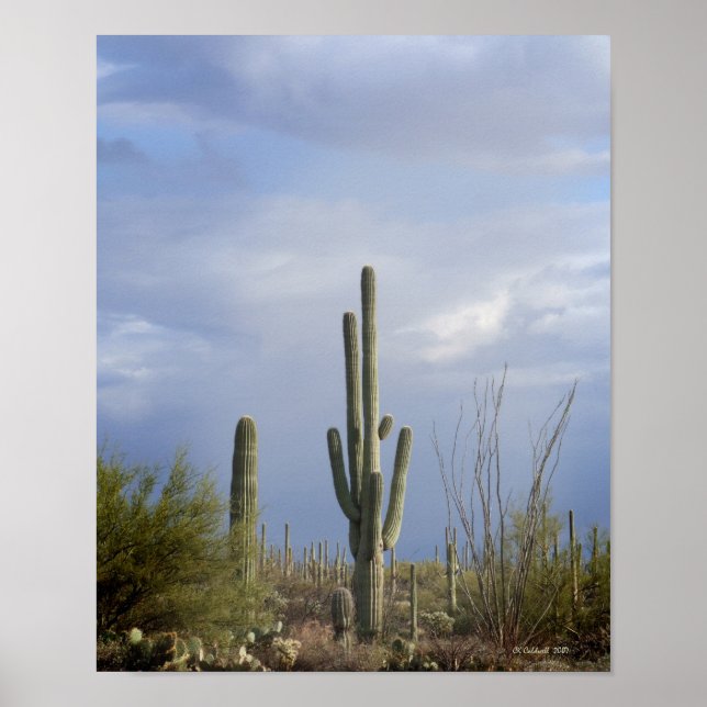 Late Afternoon in the Desert Poster (Front)