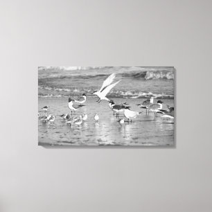 Late Arrival Canvas Print